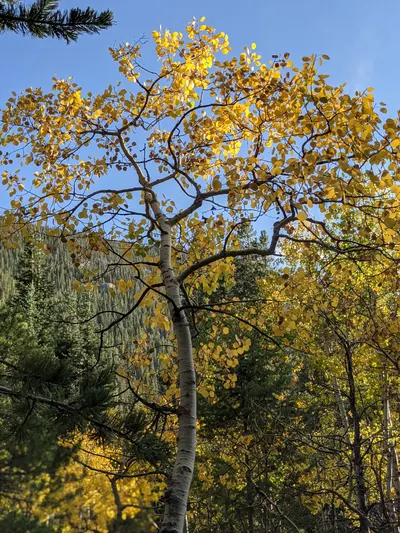 Camp Dick / Wild Basin Area / Brainard Lake Recreation Area — photo 14