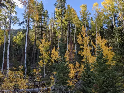 Camp Dick / Wild Basin Area / Brainard Lake Recreation Area — photo 16