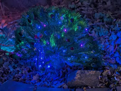 Christmas Birds — photo 4