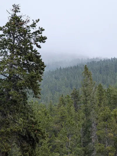 Cold Springs - Arapaho Roosevelt — photo 13