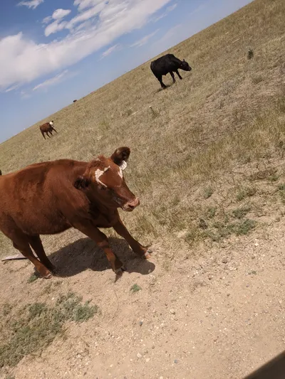Crow Valley – Pawnee National Grassland — photo 12