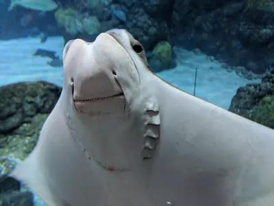 Denver Aquarium — photo 2