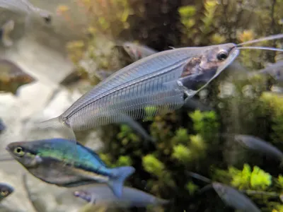Denver Aquarium — photo 5