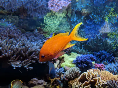 Denver Aquarium — photo 6