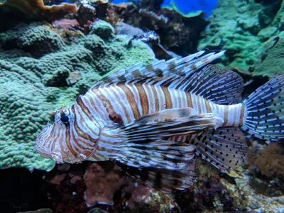 Denver Aquarium — photo 7