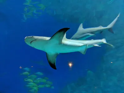 Denver Aquarium — photo 8