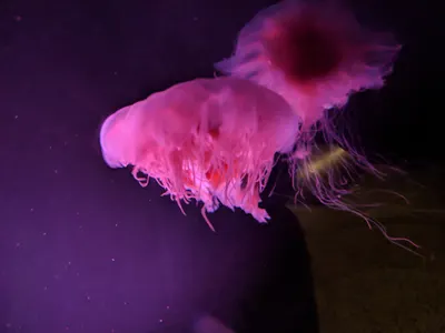 Denver Aquarium — photo 9