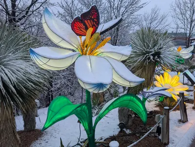 Denver Zoo Lights — photo 1
