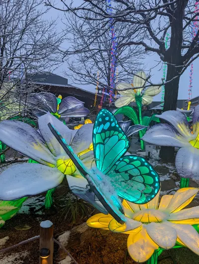 Denver Zoo Lights — photo 2