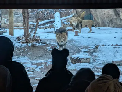 Denver Zoo Lights — photo 4