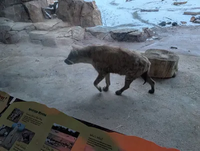 Denver Zoo Lights — photo 5