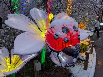 Denver Zoo Lights — photo 6