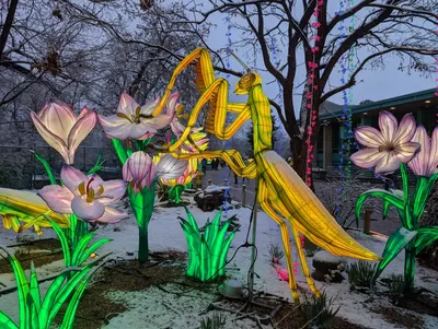 Denver Zoo Lights — photo 7