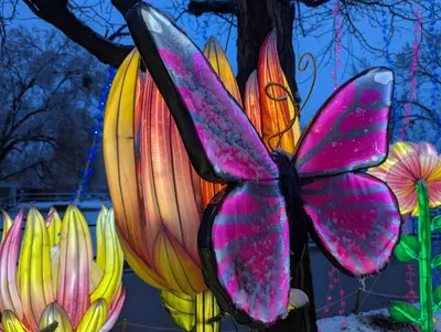 Denver Zoo Lights — photo 8
