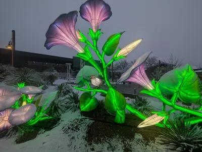 Denver Zoo Lights — photo 9