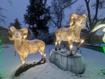 Denver Zoo Lights — photo 11
