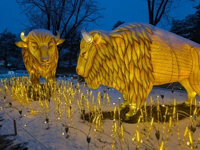 Denver Zoo Lights — photo 13
