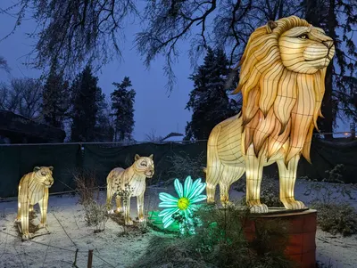 Denver Zoo Lights — photo 17