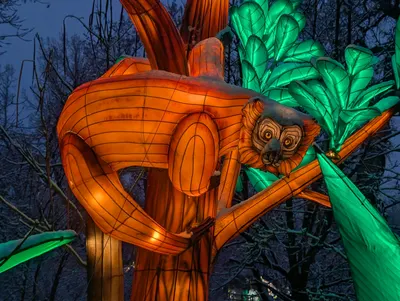 Denver Zoo Lights — photo 19