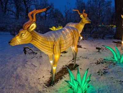 Denver Zoo Lights — photo 20