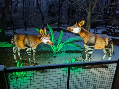 Denver Zoo Lights — photo 21