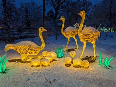 Denver Zoo Lights — photo 22