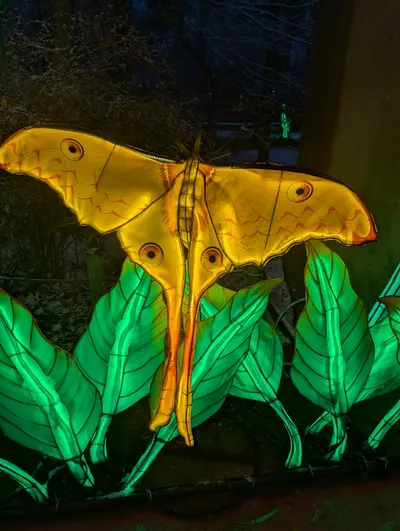 Denver Zoo Lights — photo 25