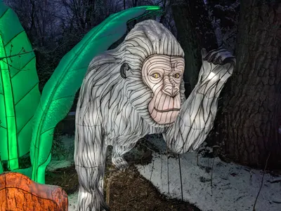 Denver Zoo Lights — photo 26