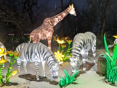 Denver Zoo Lights — photo 28