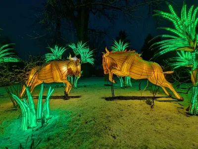 Denver Zoo Lights — photo 31