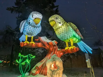 Denver Zoo Lights — photo 32