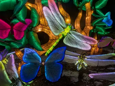 Denver Zoo Lights — photo 33