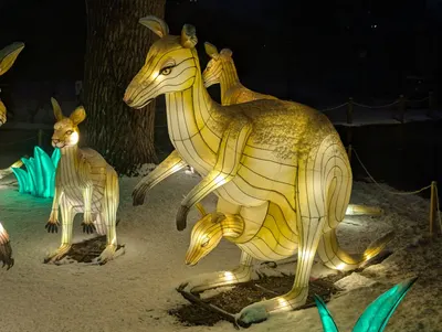 Denver Zoo Lights — photo 36