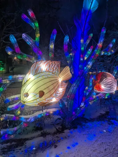 Denver Zoo Lights — photo 37