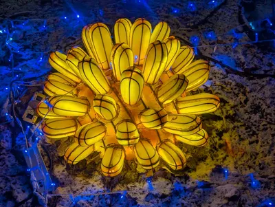 Denver Zoo Lights — photo 38