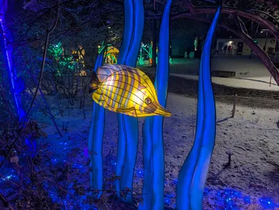 Denver Zoo Lights — photo 39