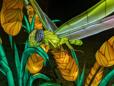 Denver Zoo Lights — photo 41