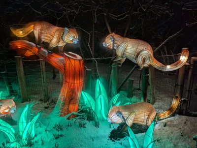 Denver Zoo Lights — photo 44