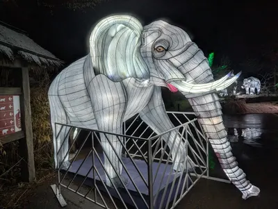 Denver Zoo Lights — photo 45