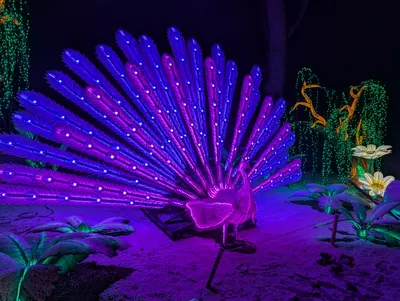 Denver Zoo Lights — photo 49