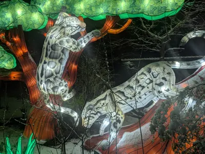 Denver Zoo Lights — photo 51