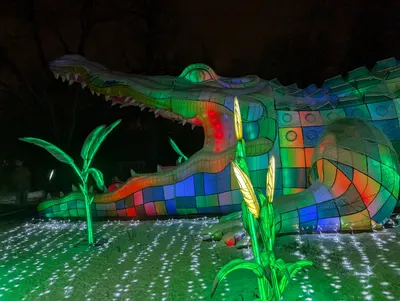 Denver Zoo Lights — photo 55