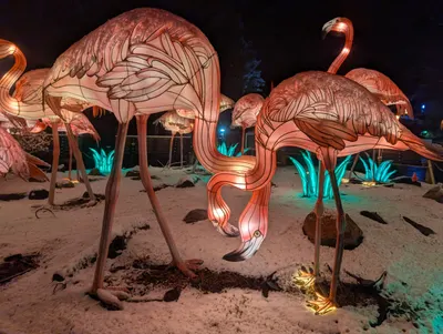 Denver Zoo Lights — photo 59