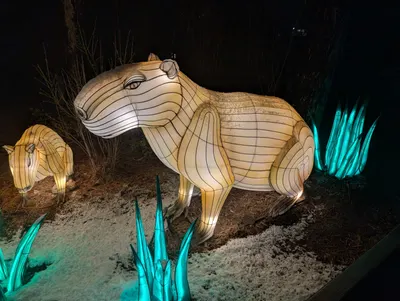 Denver Zoo Lights — photo 64