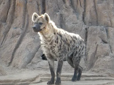 Denver Zoo — photo 2