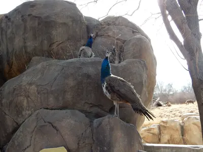 Denver Zoo — photo 3