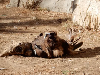 Denver Zoo — photo 5
