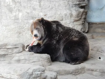 Denver Zoo — photo 6