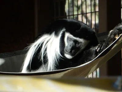 Denver Zoo — photo 7