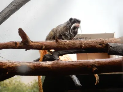 Denver Zoo — photo 8
